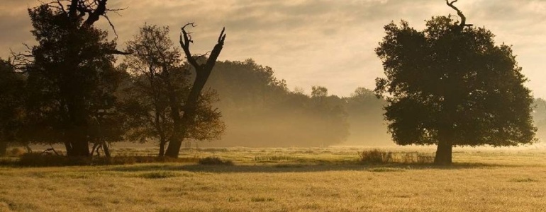 Mohutné staroduby jsou neodmyslitelným symbolem celé oblasti.