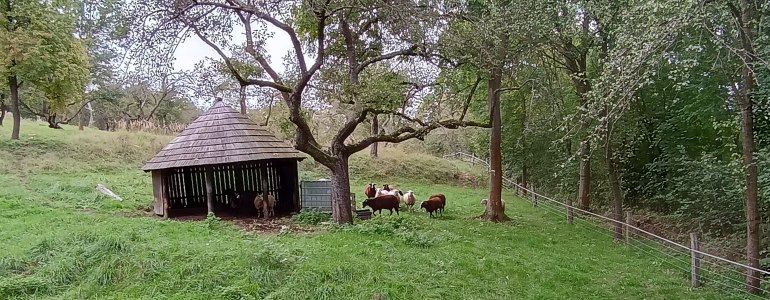 Malé stádo ovcí a koz v sadu v blízkosti přístřešku.