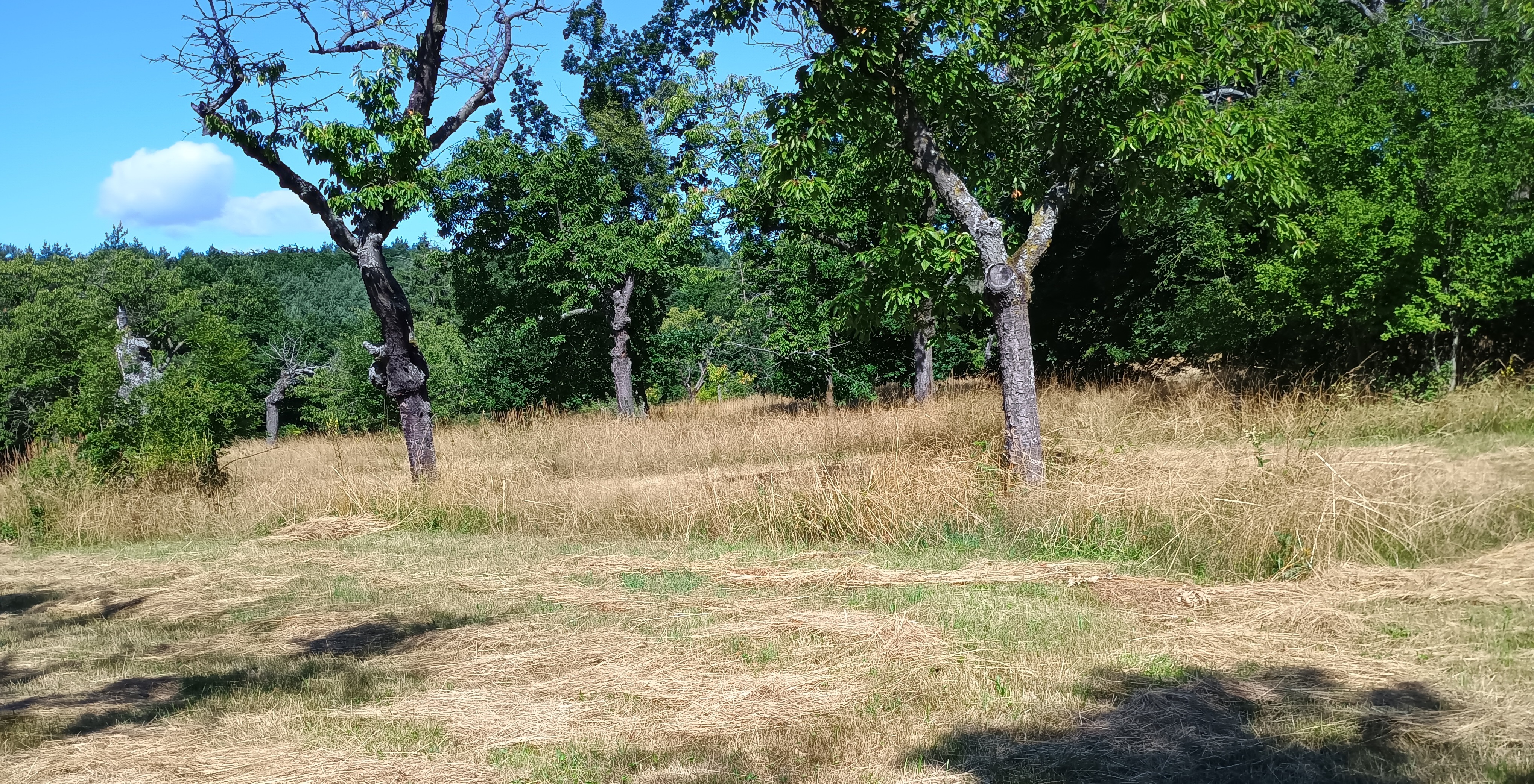 Opatření na podporu ohrožených druhů ve starém sadu na Kosíři