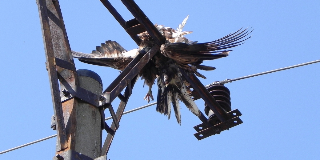 Na sloupech elektrického vedení  stále hynou desetitisíce dravců. Foto Vlasta Škorpíková