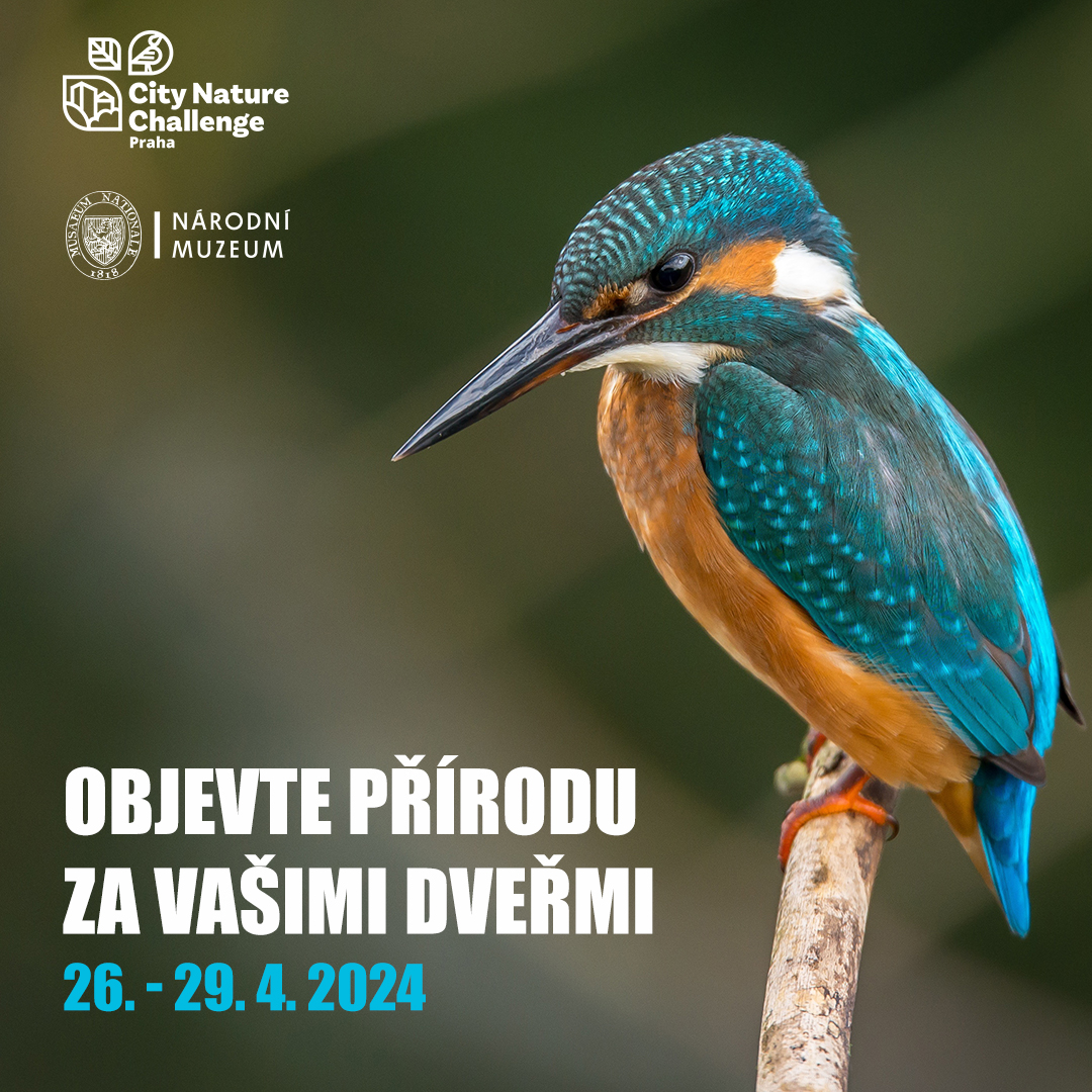 Banner mapovací soutěže měst City Nature Challenge 2024.