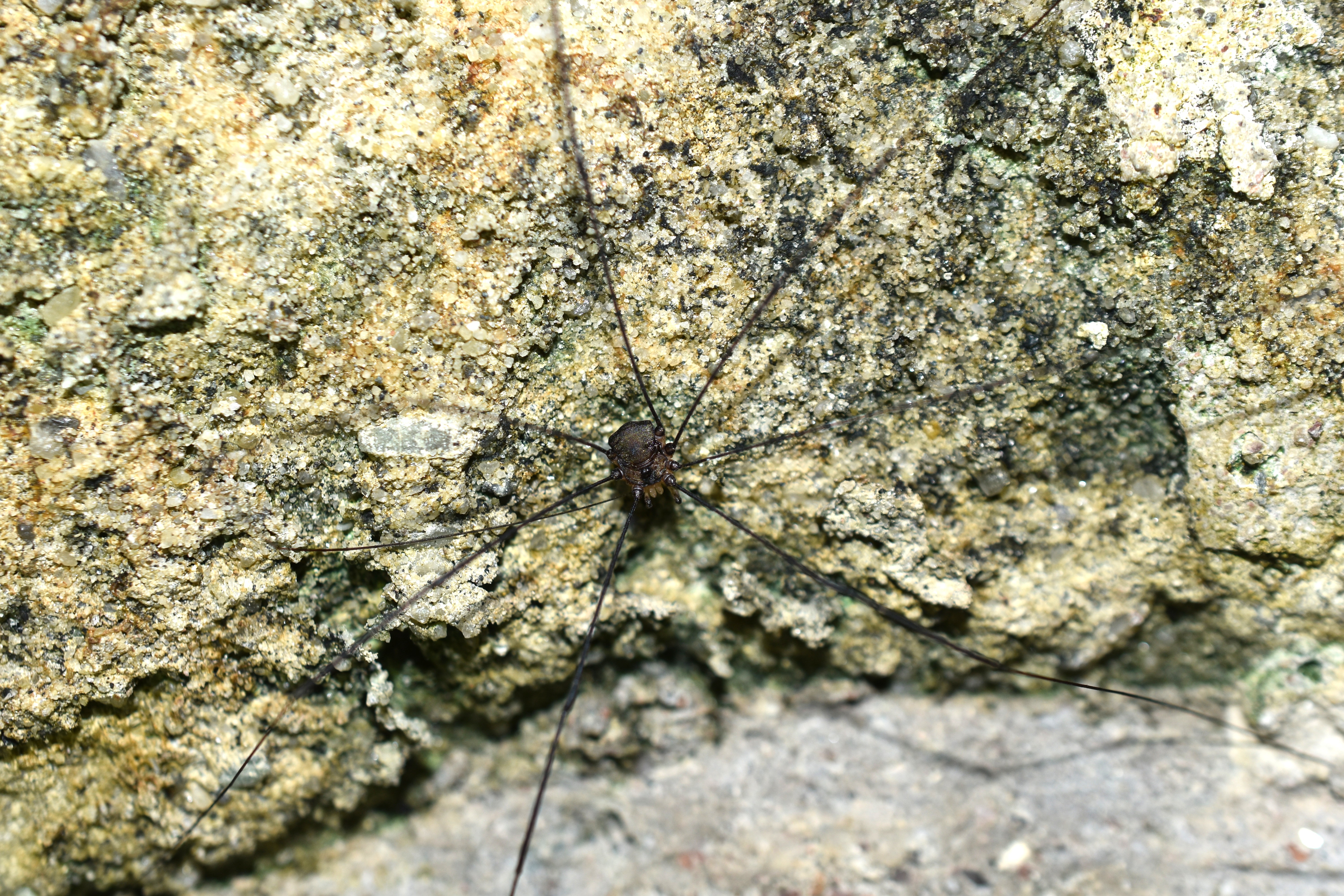 sekáč Leiobunum sp. A, foto: Ondřej Machač