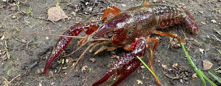 Invasive red swamp 
