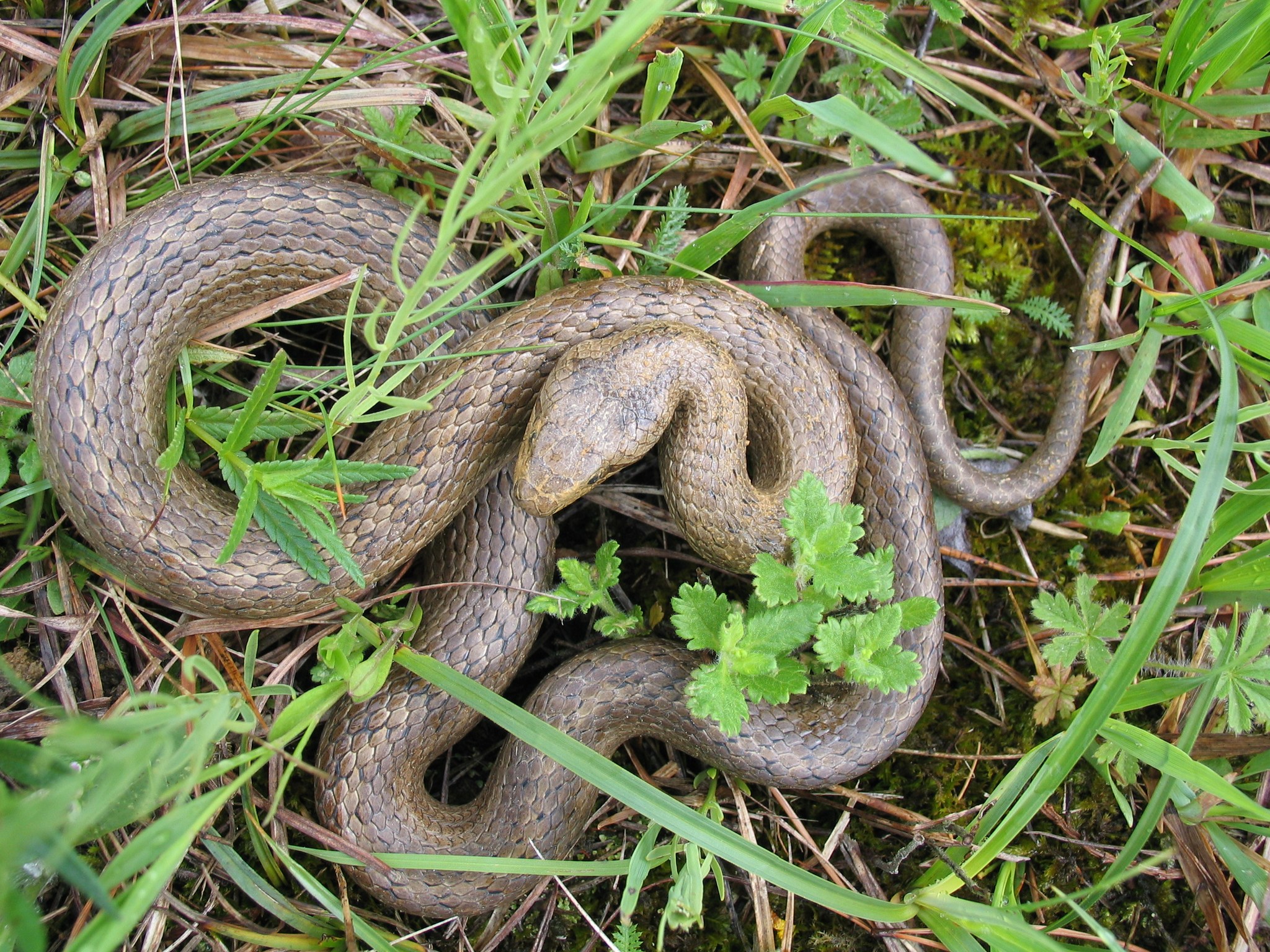 užovka hladká