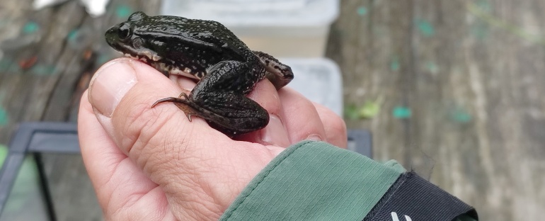 Skokan zelený v ruce.