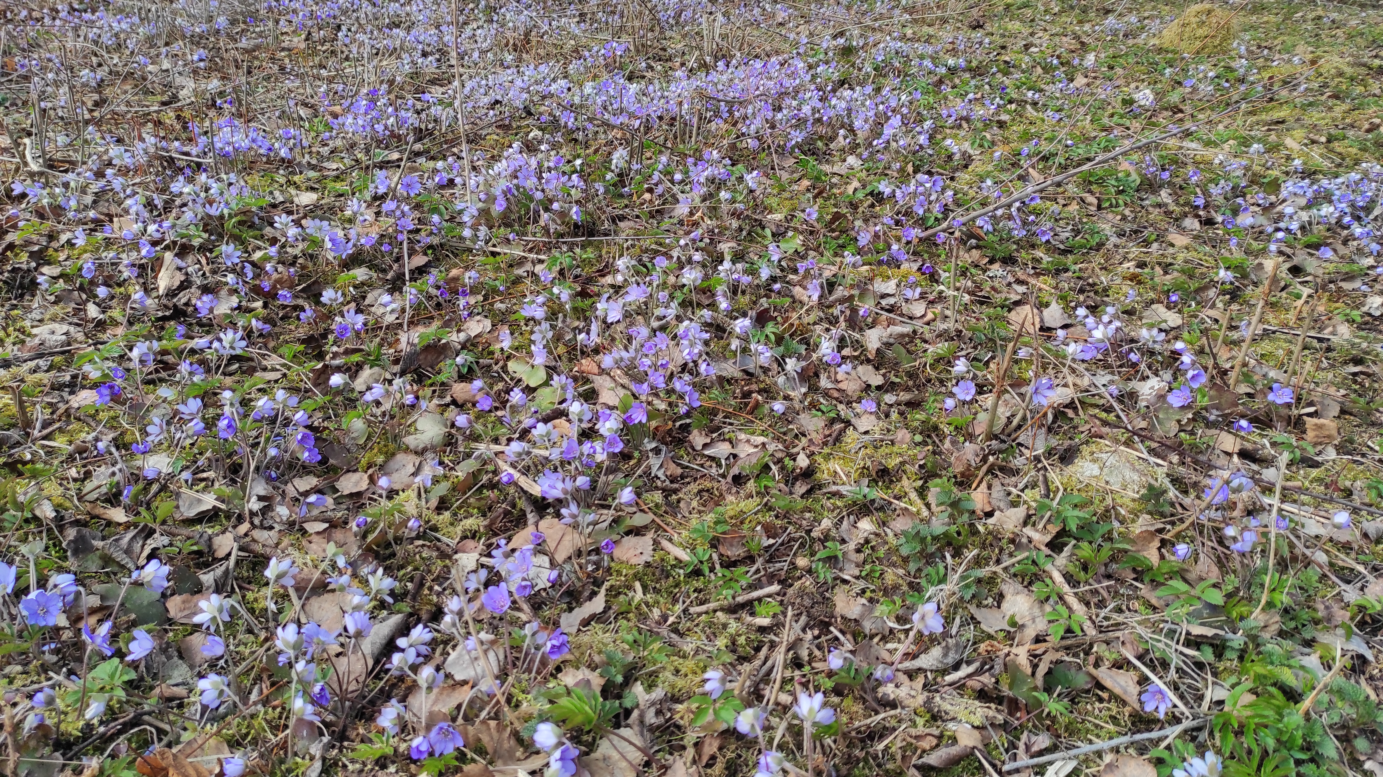 Fialový koberec z jaterníku podléšky. Foto Tereza Rejnková.