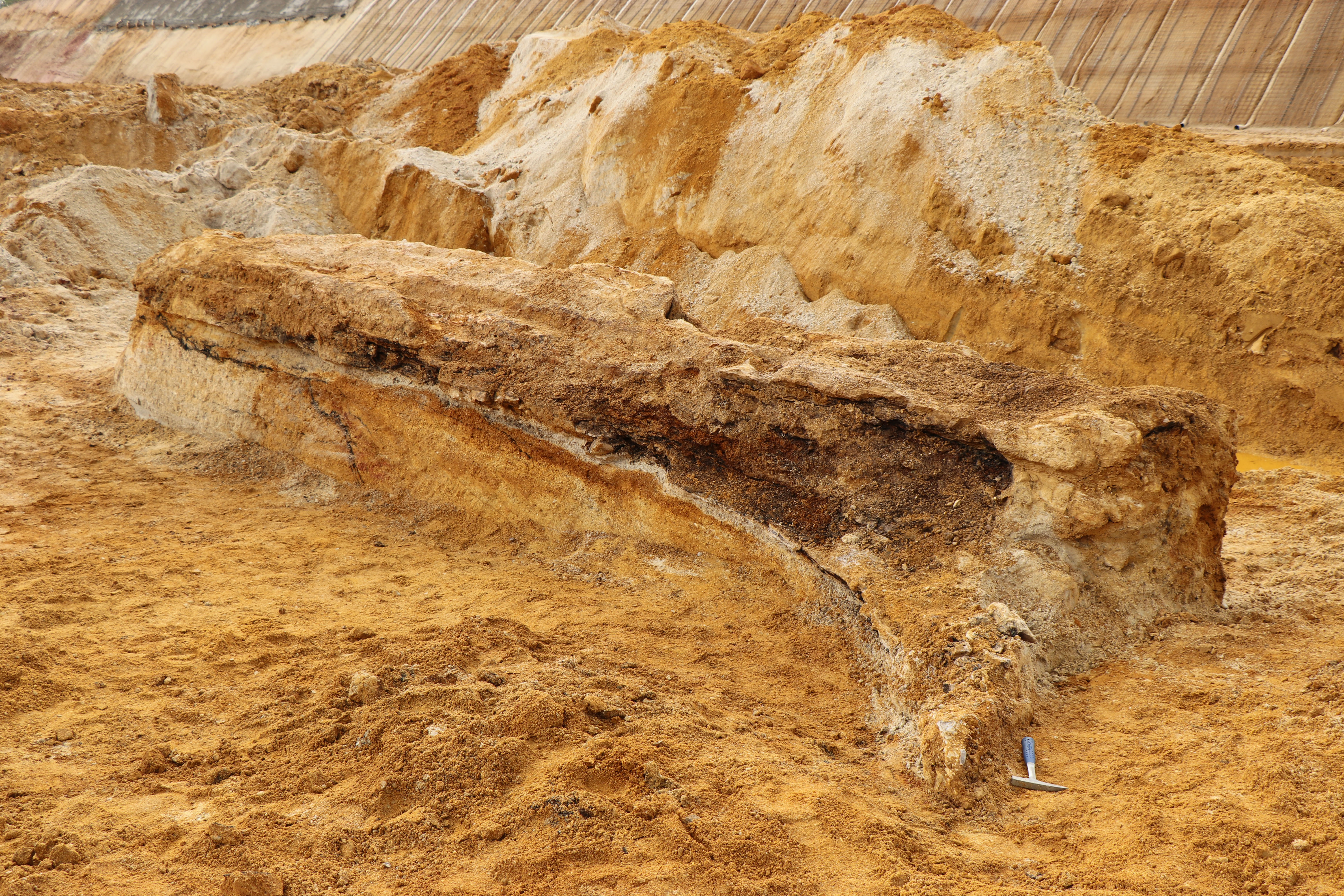Zkřemenělý kmen nalezený na českobudějovicku. Foto Sandra Venclová. 