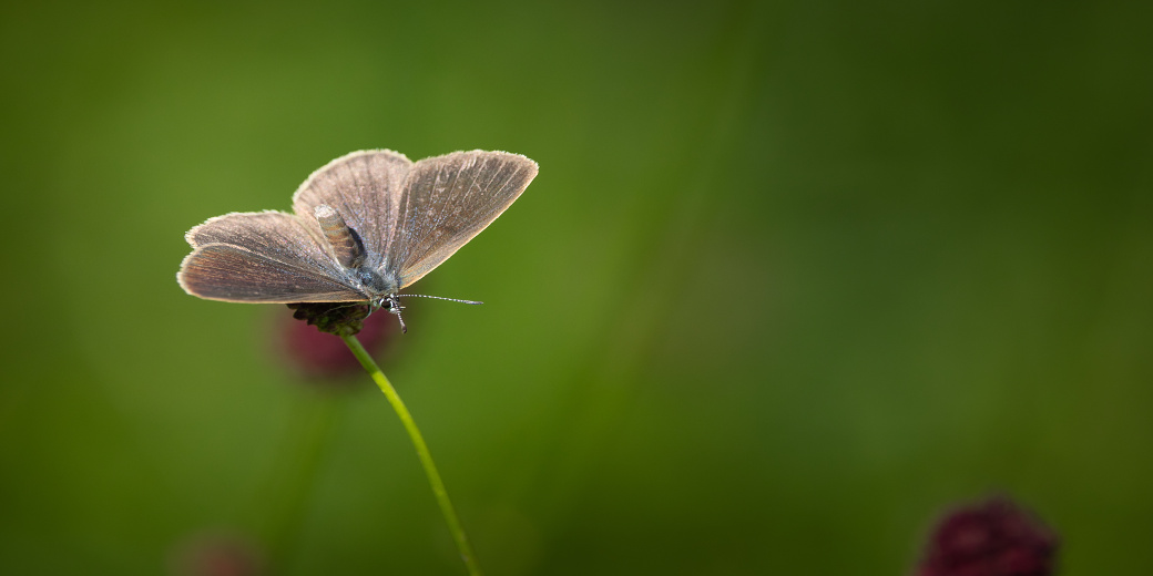 modrásek bahenní foto Peter Drengubiak