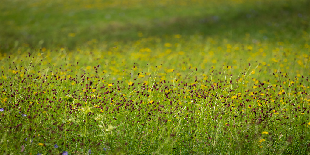 louka se živnou rostlinou foto Peter Drengubiak
