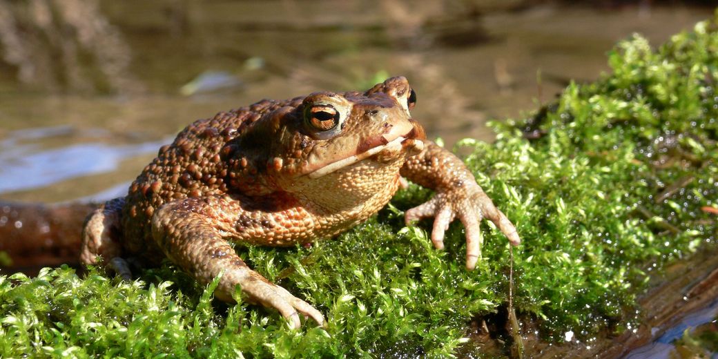 ropucha obecná (foto: Správa CHKO Český ráj)