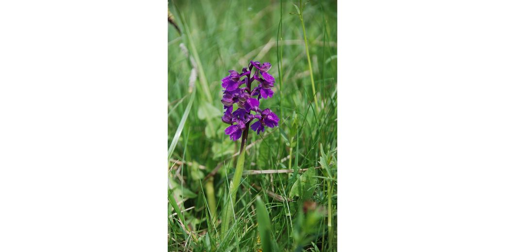 Vstavač kukačka – orchis morio.