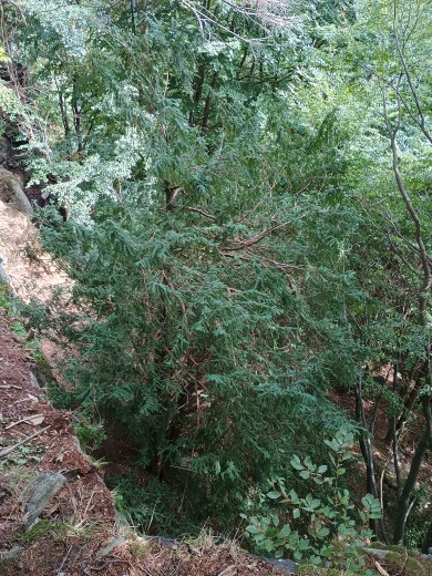 Tis červený v lese, poslední původní tis v Jeseníkách.