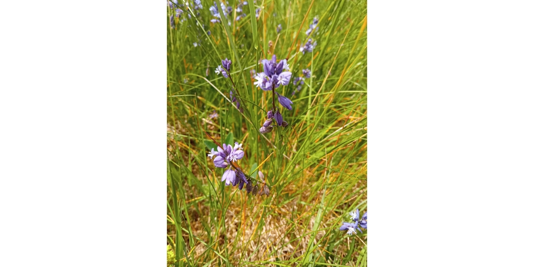 Slavnosti lužickohorských luk