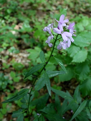 kyčelnice cibulkonosná