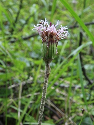 podbělice alpská - květenství