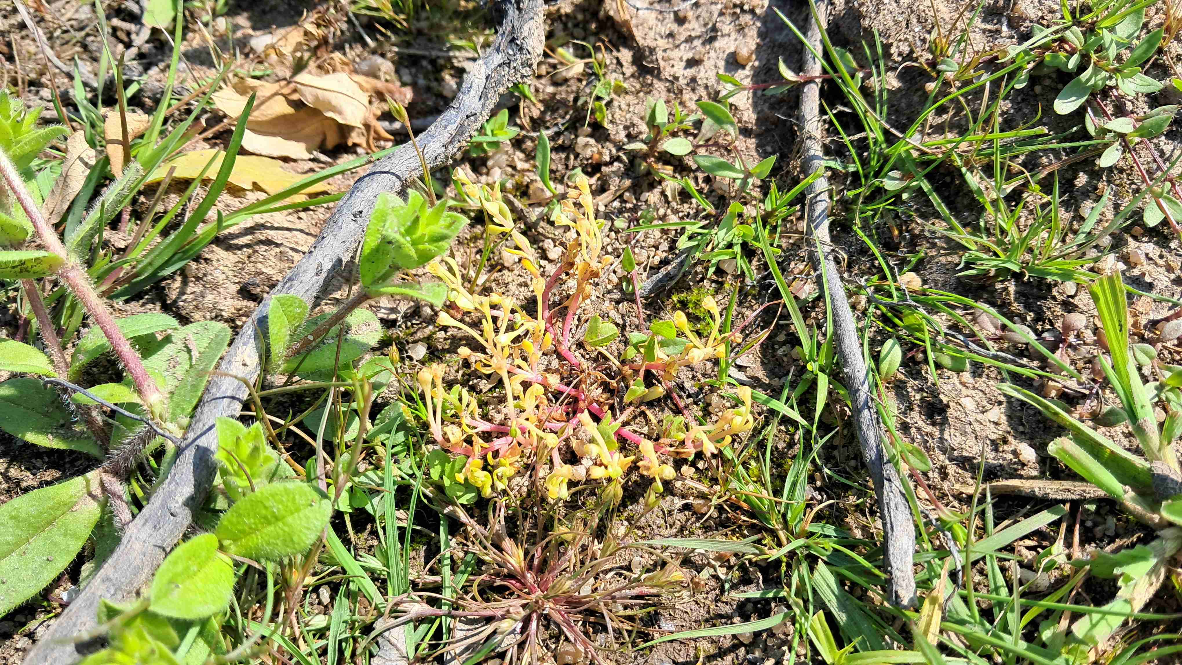 Zdrojovka rolní, foto Mgr. Josef Navrátil, Ph.D.