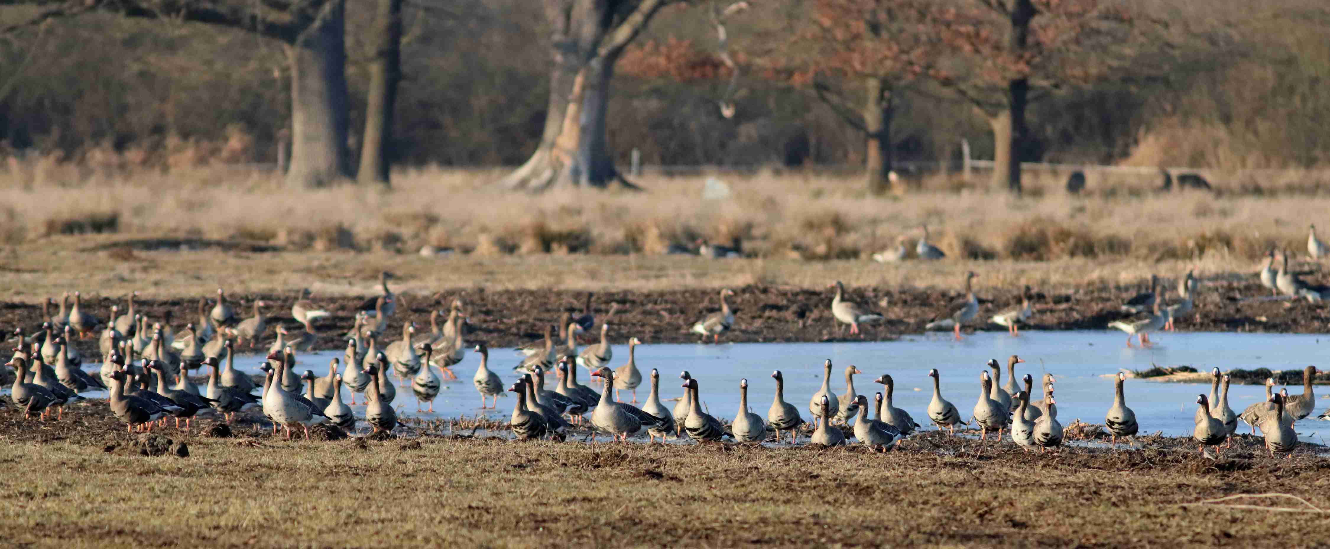 (J. Neudert): Husy běločelé (Anser albifrons) a husy velké (Anser anser).