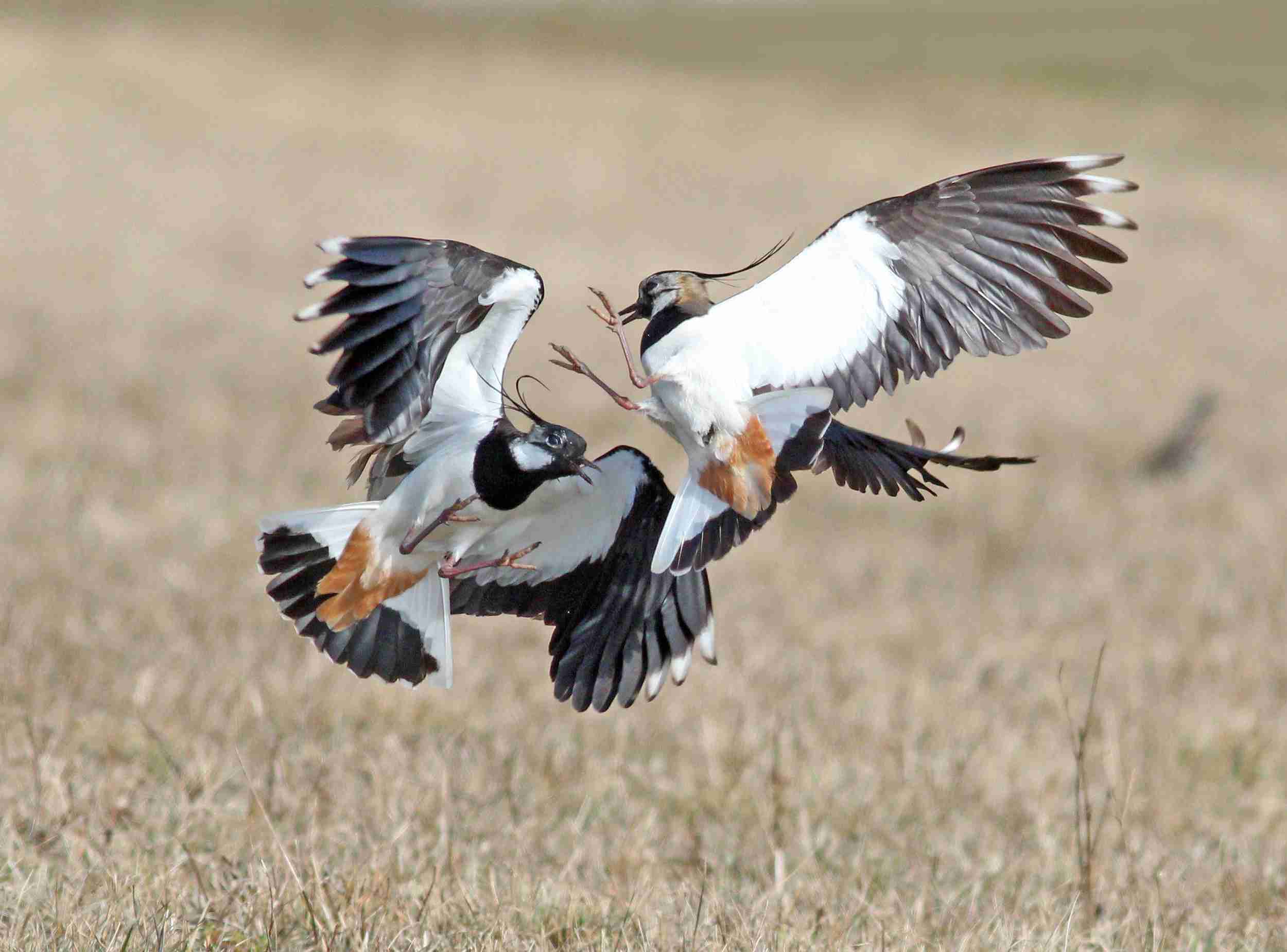 (J. Neudert): Čejky chocholaté (Vanellus vanellus) byly pozorovány v hojných počtech po celou sezónu, i s mláďaty, takže zde i hnízdily.