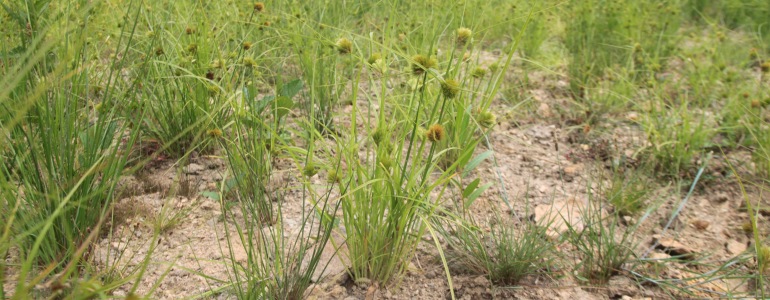 Šáchor Micheliův.