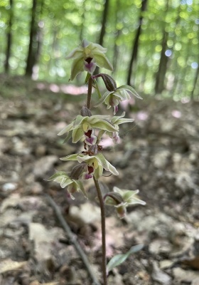 Kruštík modrofialový (Epipactis purpurata)