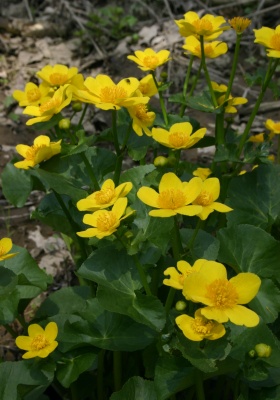 Blatouch bahenní (Caltha palustris)